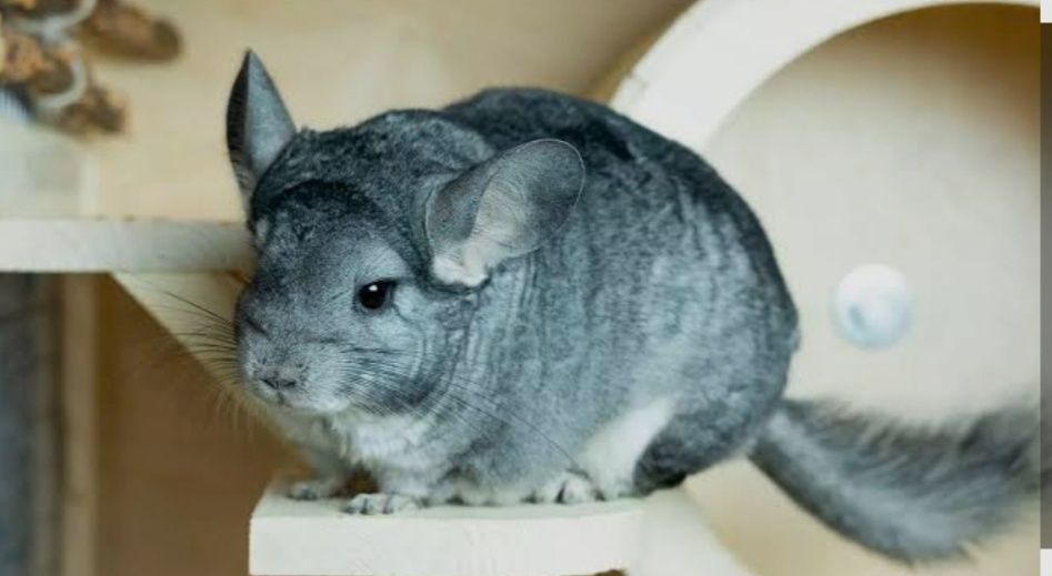 Милое пушистое создание,грызун