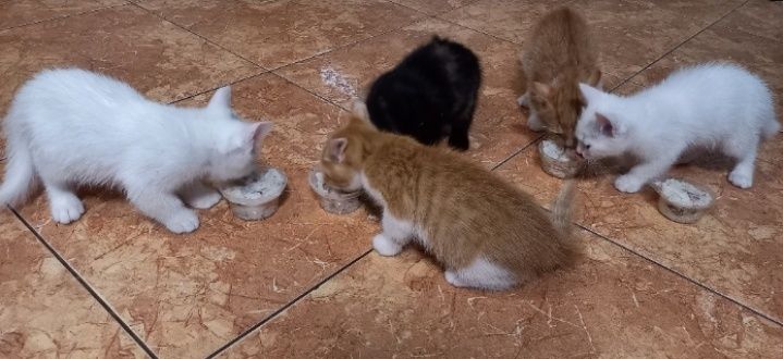 Подарю котят в добрые, любящие руки