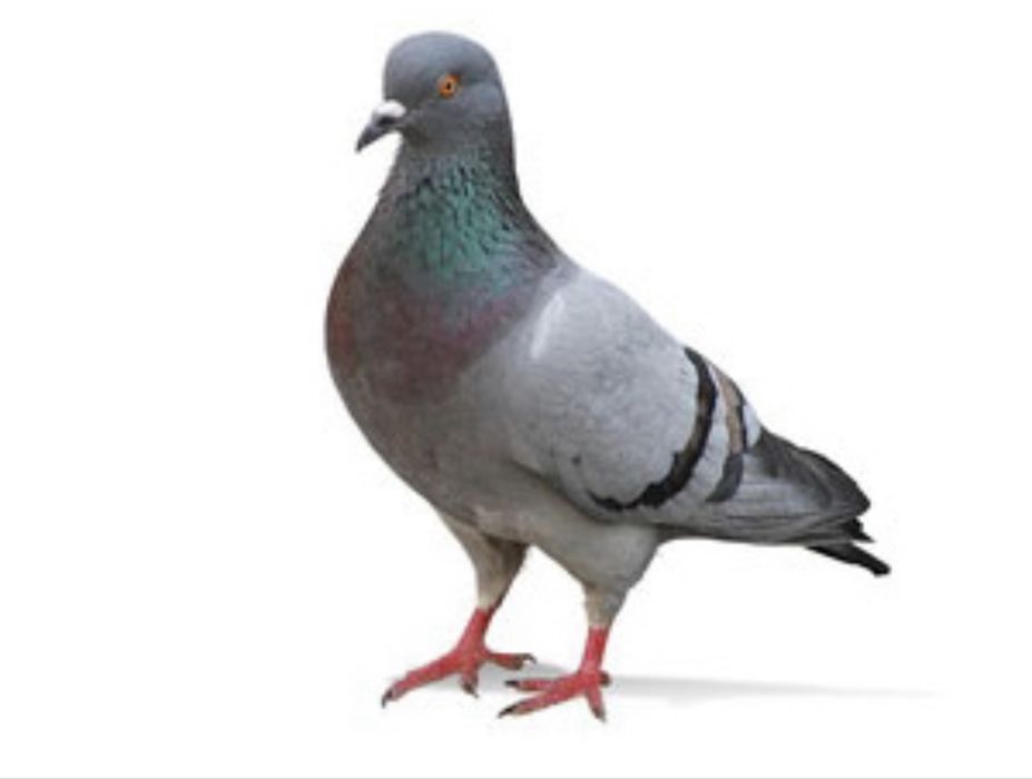 Golebie likwidacja hodowli