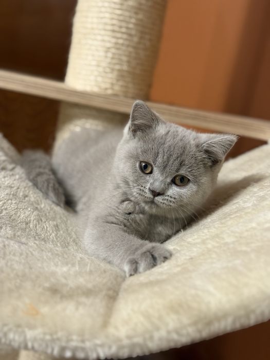 Kotka Brytyjskia Liliowa Koteczka Biszkoptowa Do Odbioru