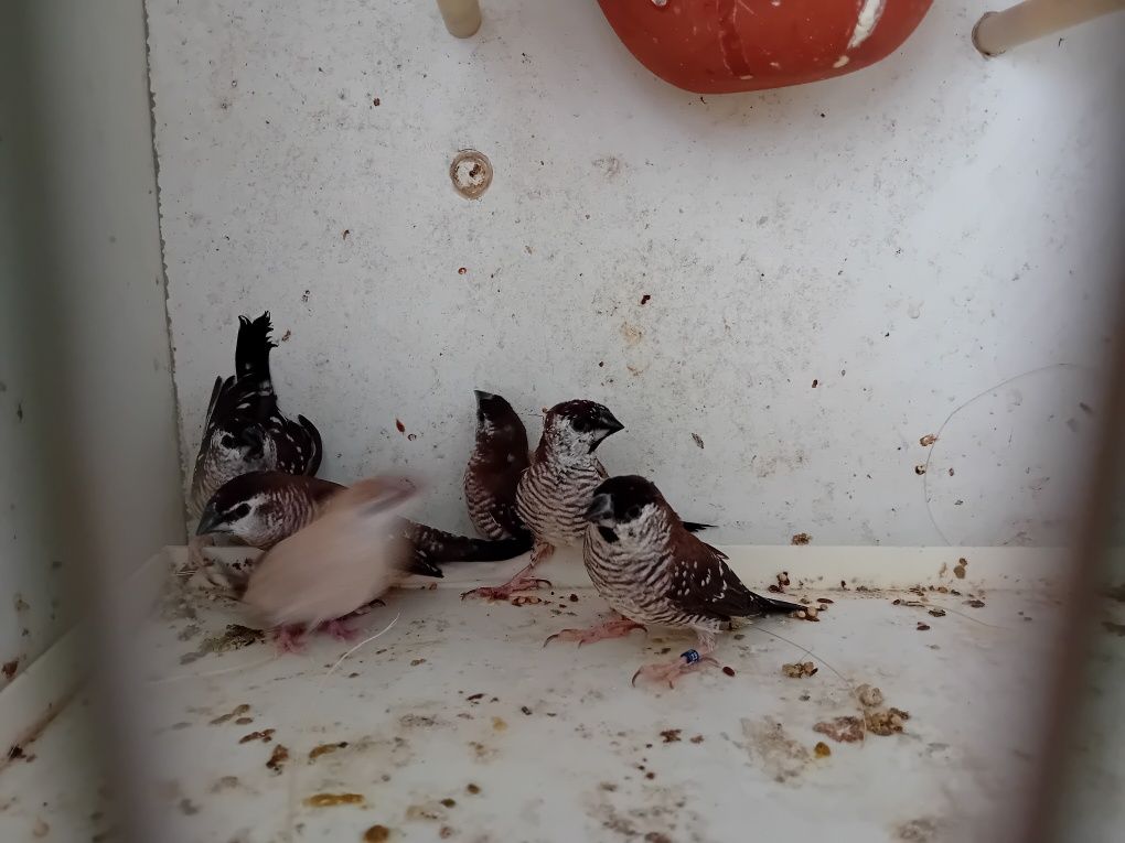 Para ceder aves juntas