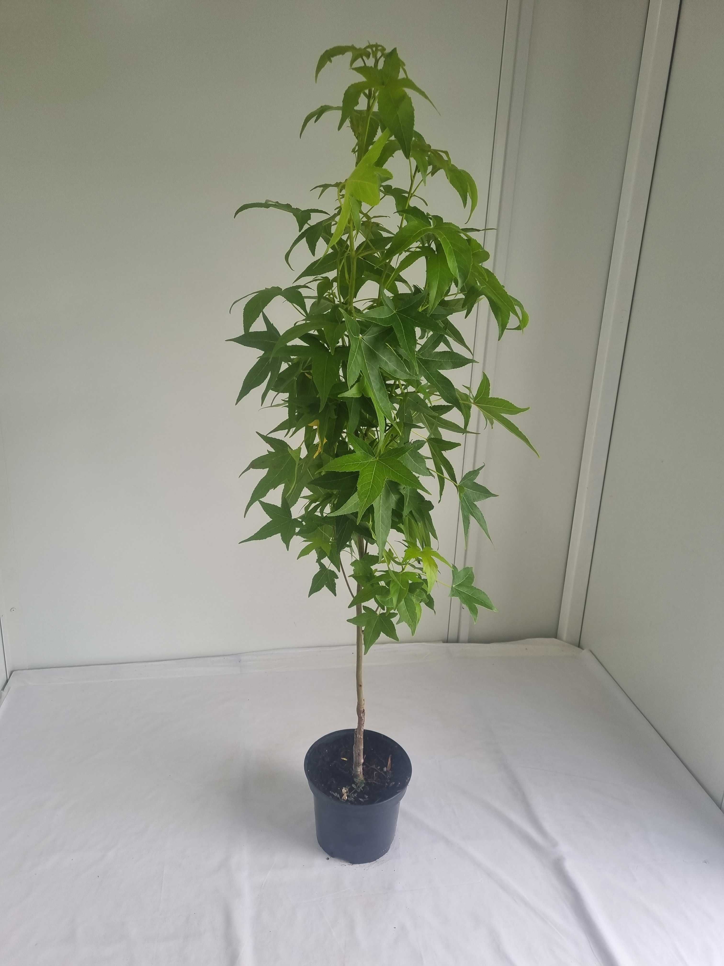 Ambrowiec Kolumnowy – Drzewo o Jesiennych Barwach, Wys. 130 cm 3L