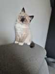 Kocurek ragdoll FPL seal mitted