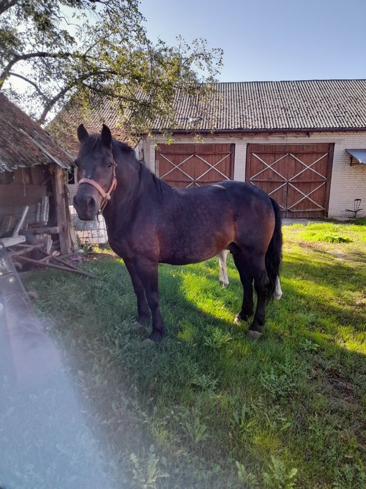 Klacz  ze  źrebką