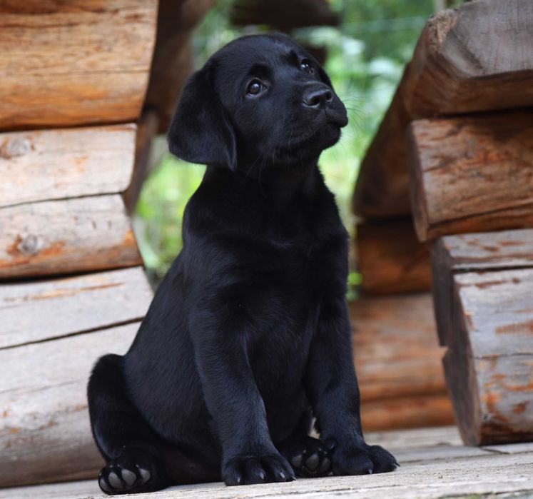 Wspaniały szczeniak Labrador Retriever