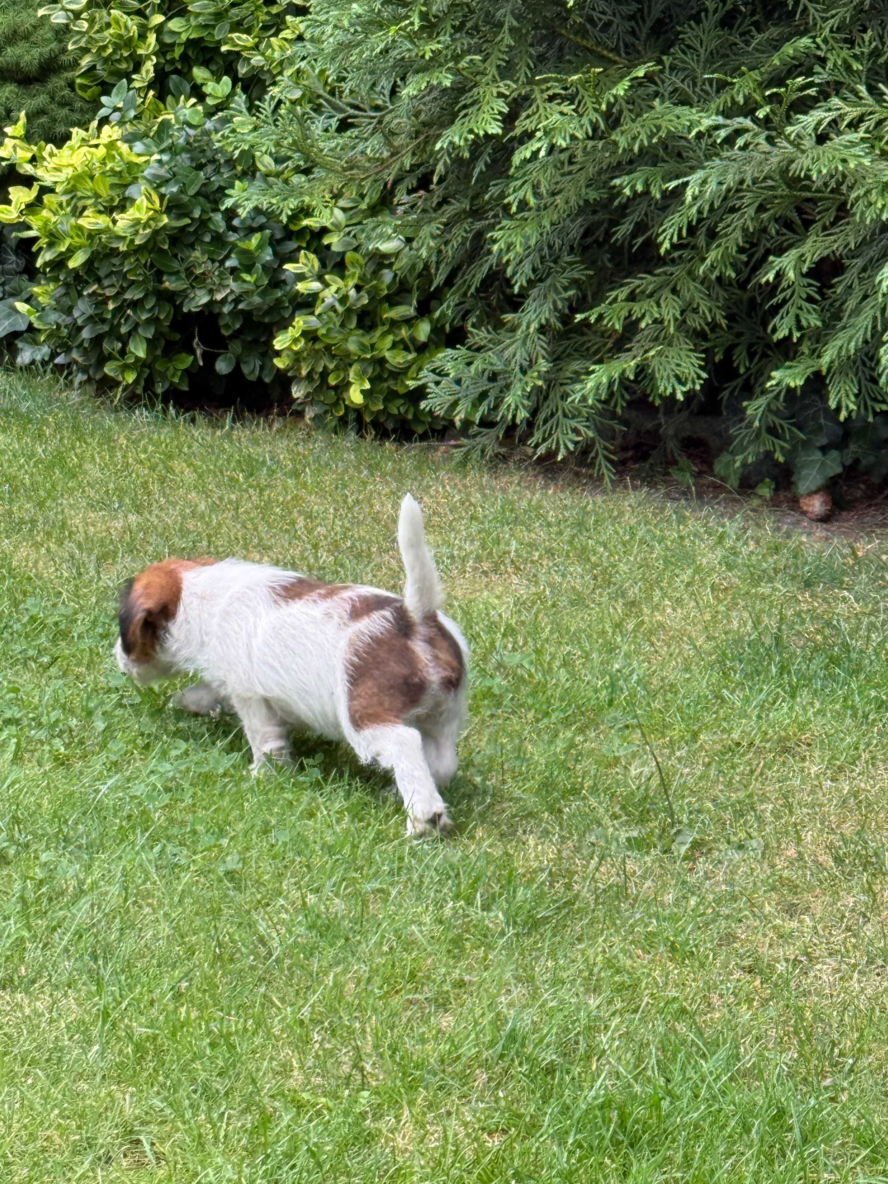 Jack Russell Terrier od #SMARTIE JACKS# rodzice FCI/ ZKwP rough haired