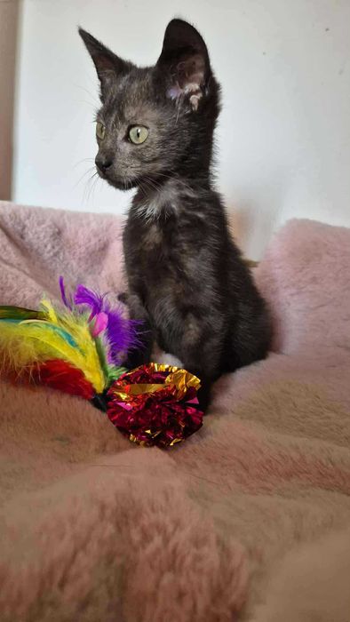 Robaczek - czarny kocurek do adopcji