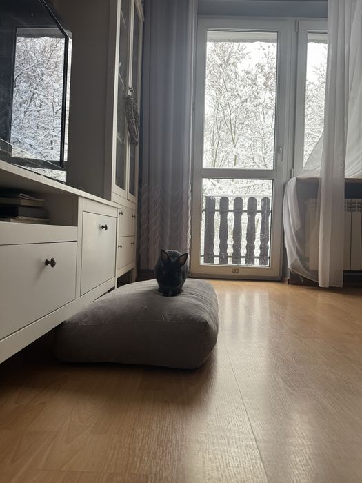 Black Mamba szuka nowego domu.