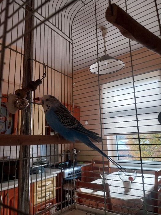 Samiec papugi falistej