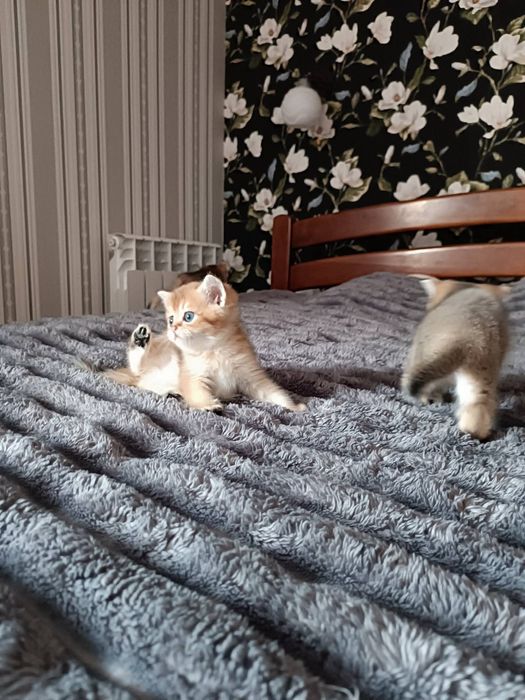 Кошенята золота шиншила