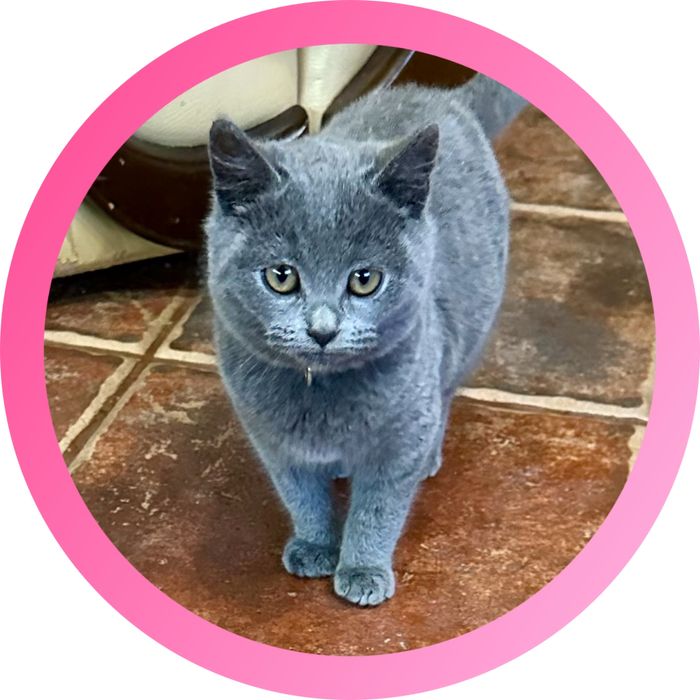 Продам чарівне сіре кошеня