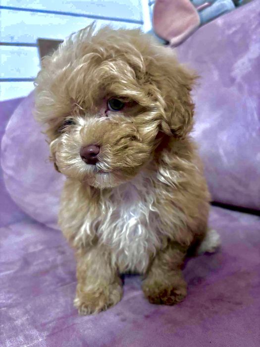 Maltipoo f1 uroczy chłopak Po dwóch szczepieniach. Gotowy do odbioru.