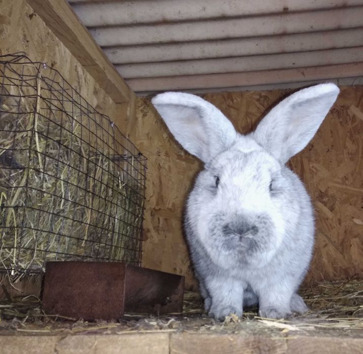 Европейське Срібло.