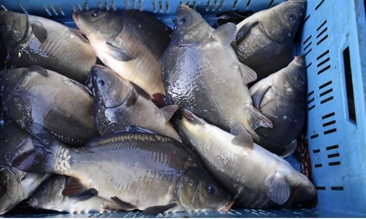 Karp  zywy na sprzedaz, polecam pyszna rybka !