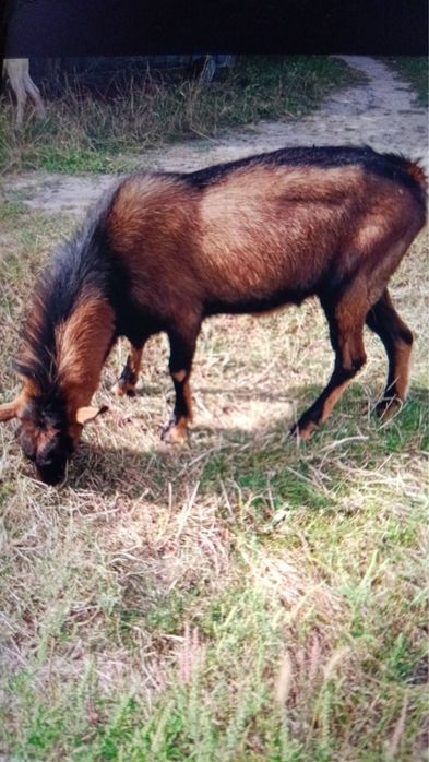 Продам Козла альпійського