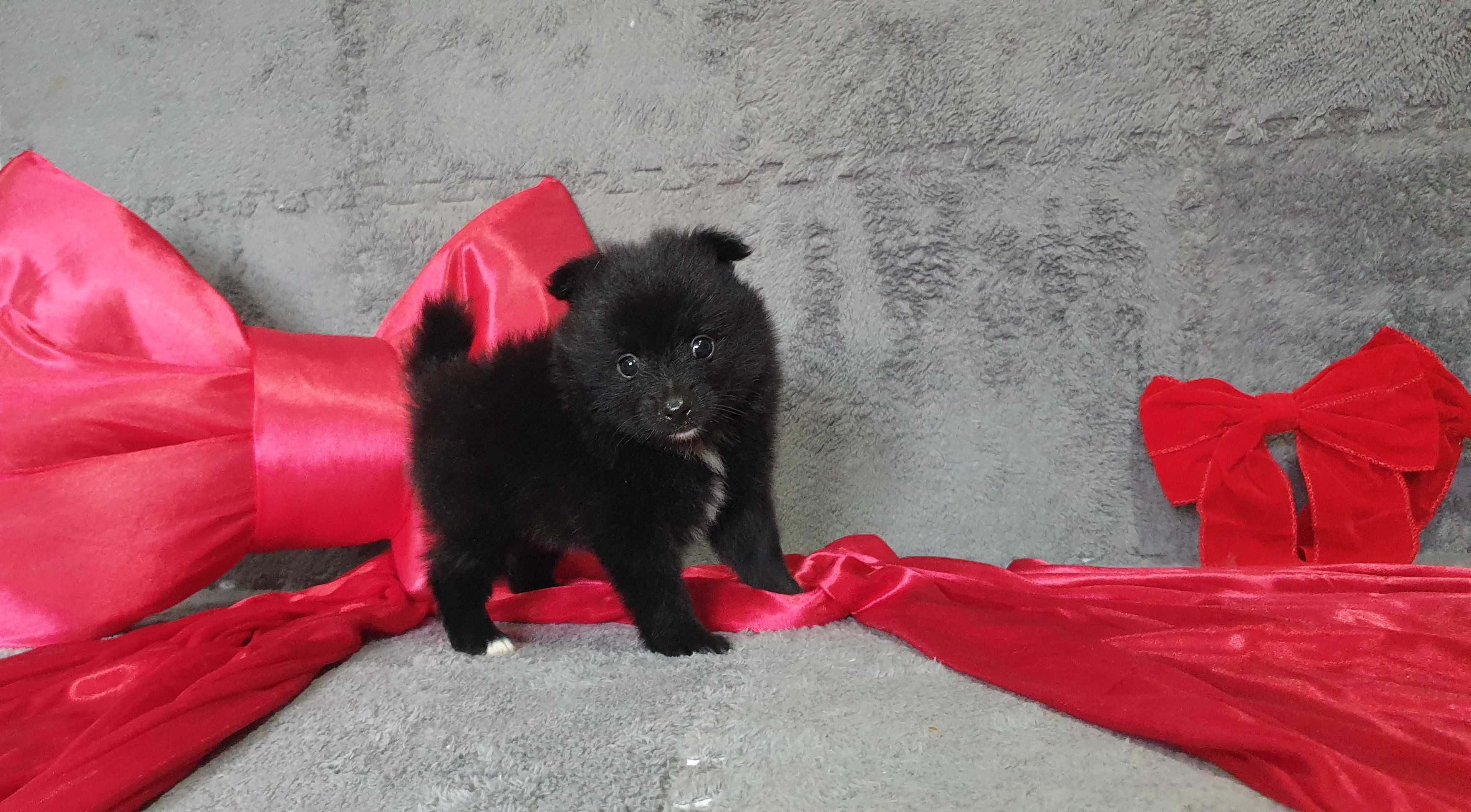 spitz alemão anão/lulu da pomerania