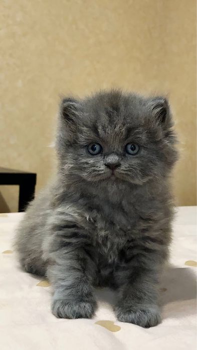 Котики породи scottish straight
