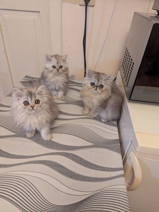 Kocięta perskie perska perski koty