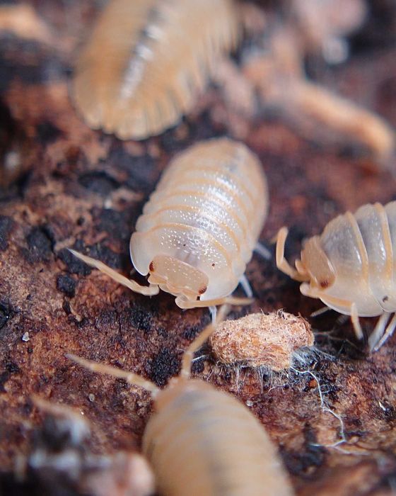 Armadillidium pallasii "Orange", isopody, 10 szt.