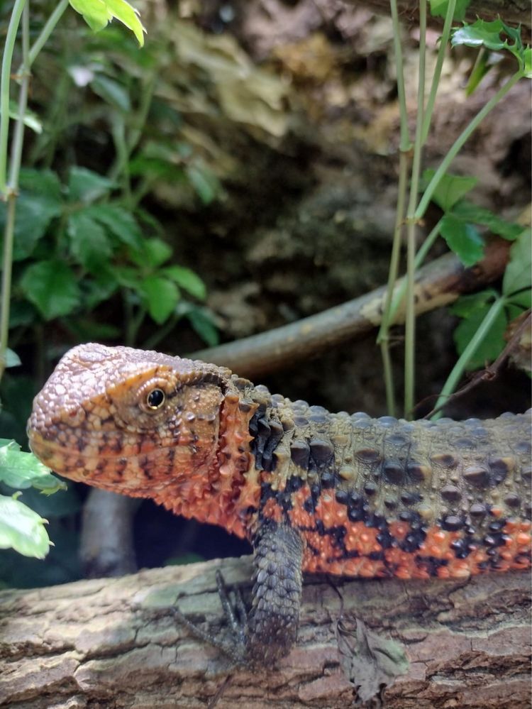 Крокодиловий шинізавр (Shinisaurus crocodalurus)