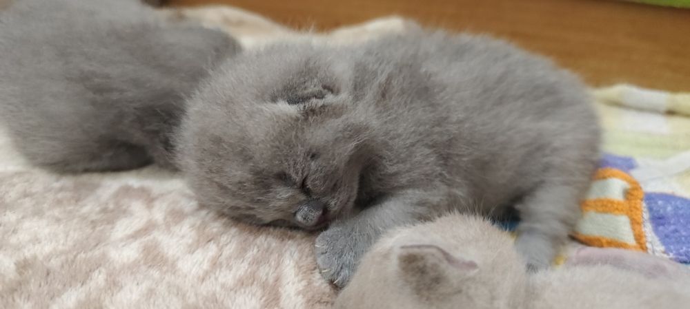 Koty Brytyjskie, rodowód, grudzień odbiór, blue