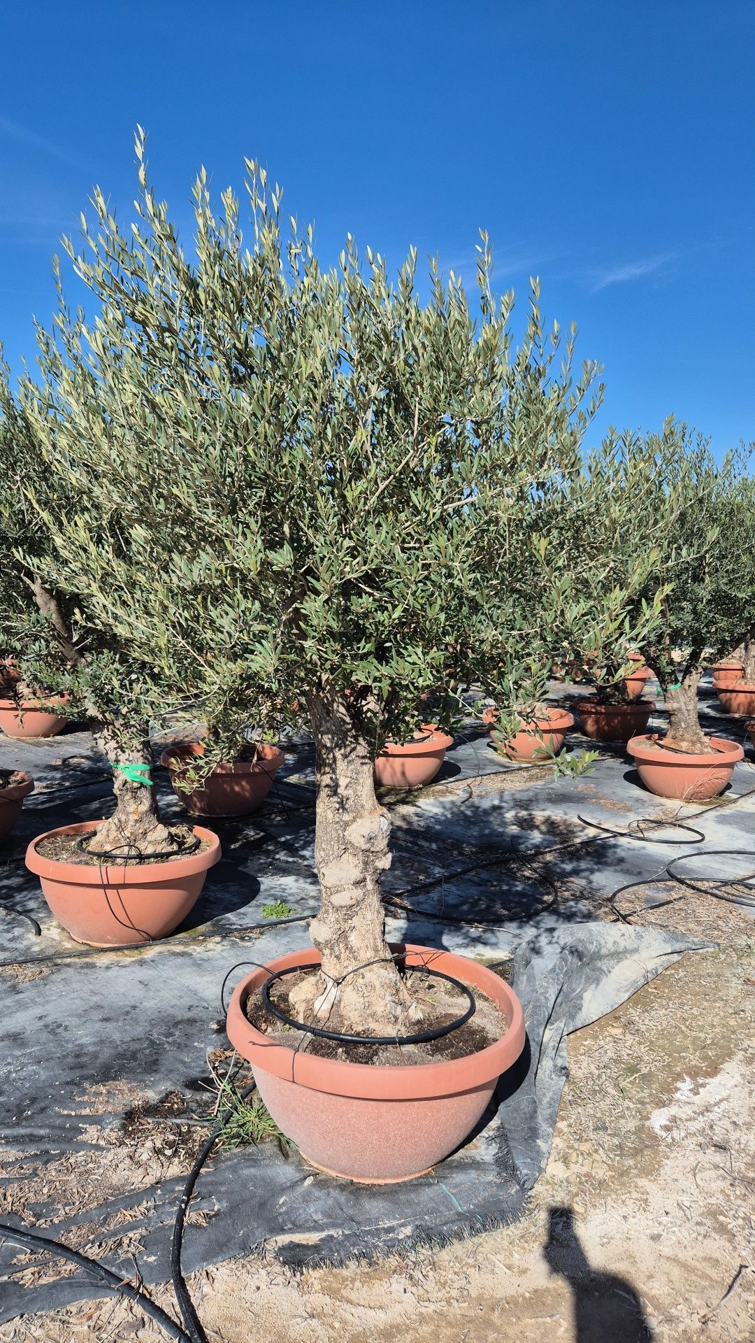 Drzewo oliwne.  Drzewko oliwne.  Yucca rostrata