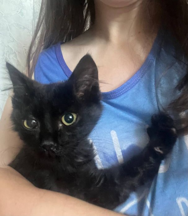 Котята черные бесплатно