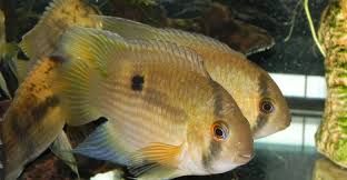 GB Akara z Maroni, Cleithracara maronii
