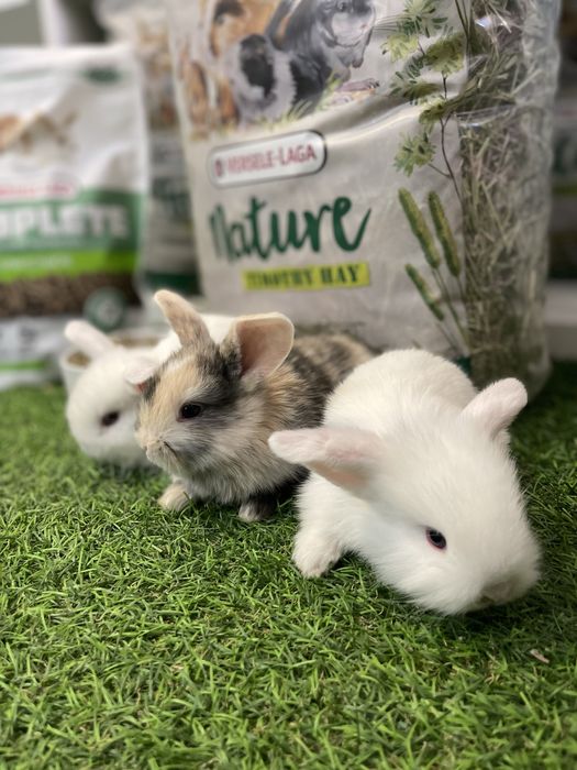 Coelhos anões Belier - LOJA!!