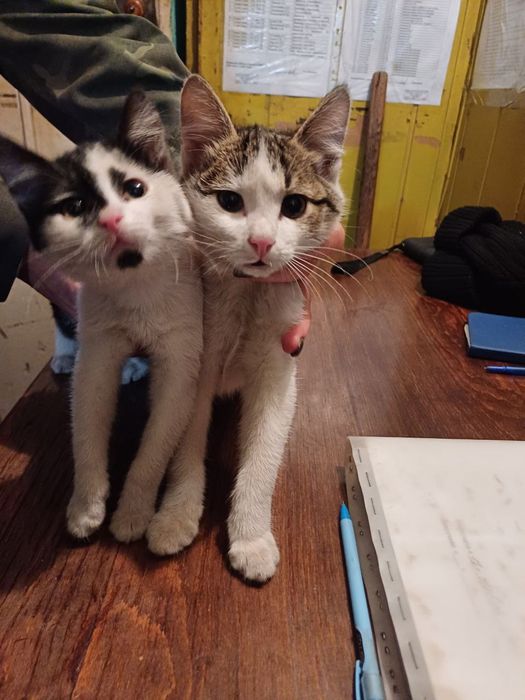 Кошки срочно отдам в хорошие руки