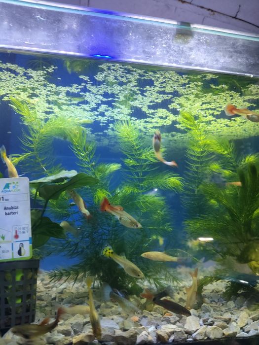 Guppys fêmeas variadas cores