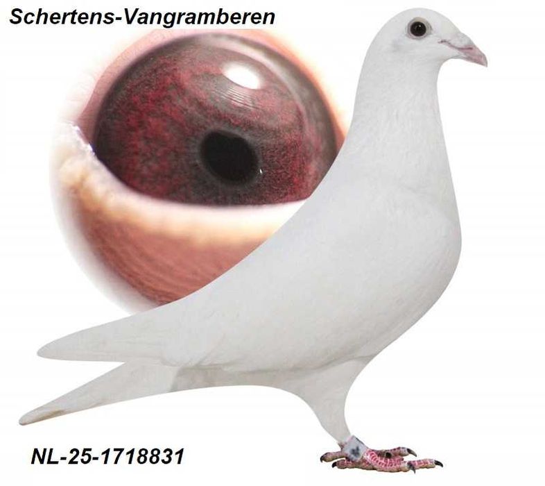 Gołębie pocztowe Gołąb samca 2025 Scherens Vangramberen rodowodem