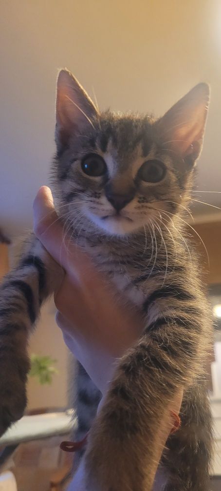 Oddam kotka w dobre ręce. ZAREZERWOWANY