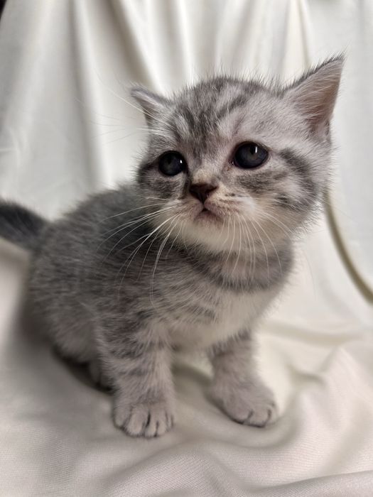 Шотландські кошенята