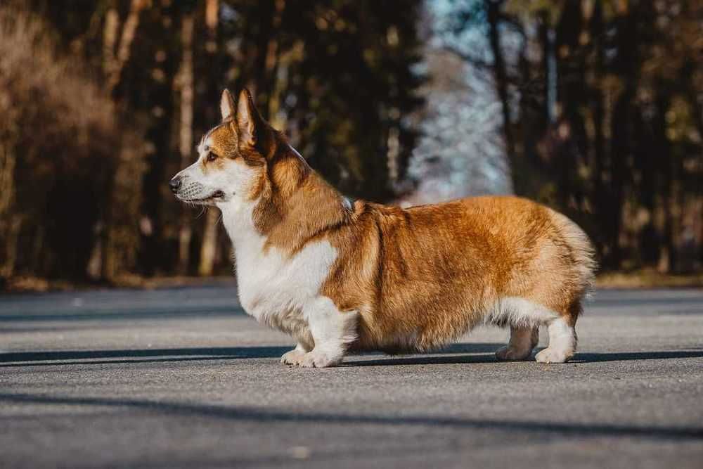 Welsh Corgi Pembroke