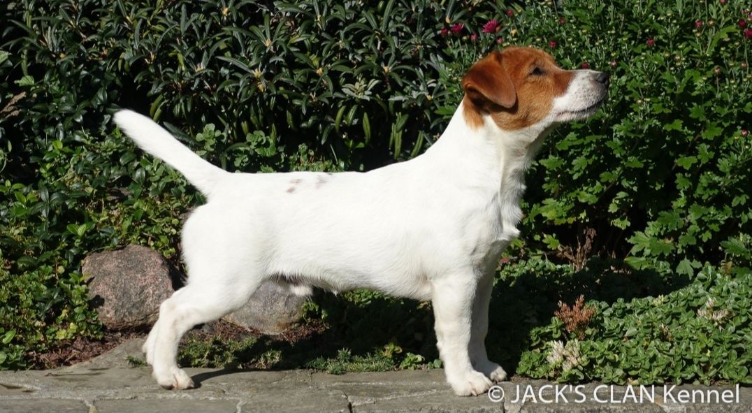 Jack Russell Terrier FCI