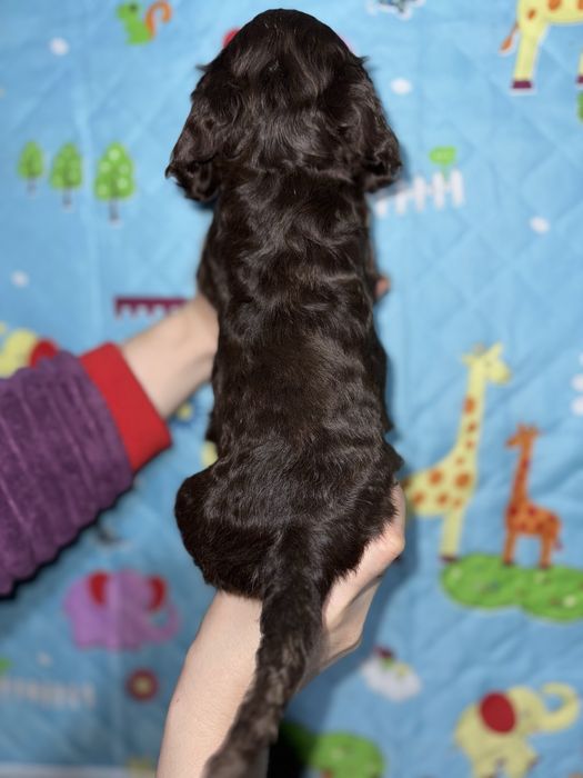 Кокерята різні окраси