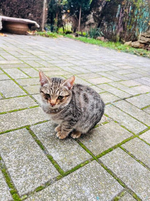 Котята, 3 місяці,корабельний рн