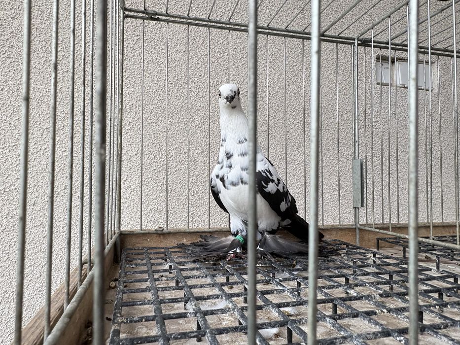 Motyle czarne gołębie ozdobne