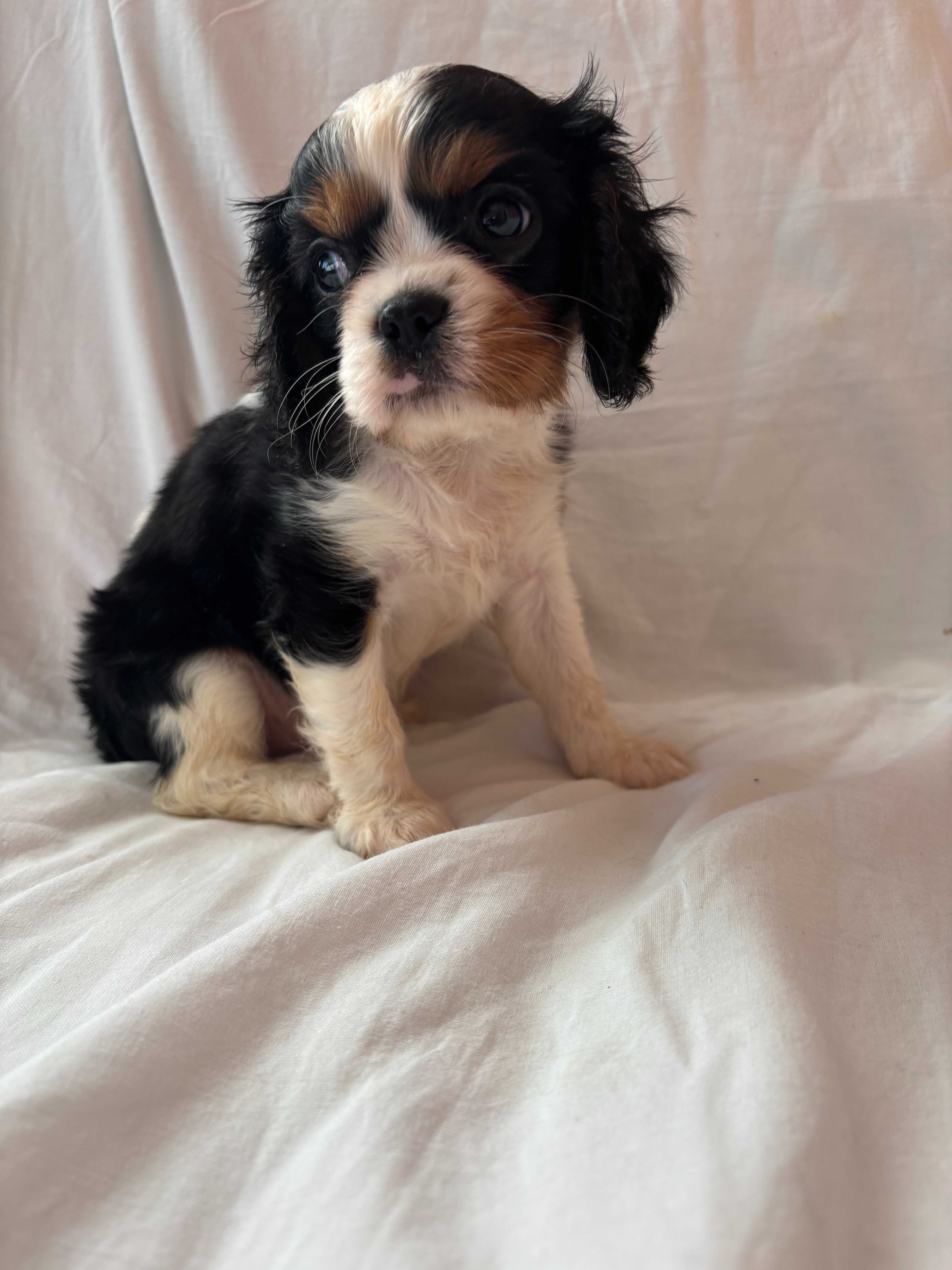 Piesek rasy Cavalier