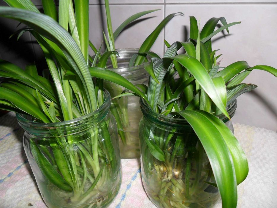 Цветы здоровья-хлорофитум.Возможен обмен или почтой.