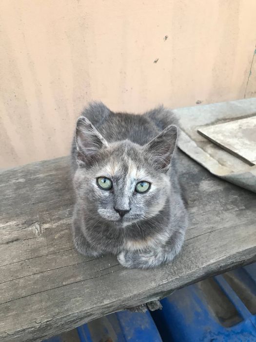 Отдам котят в хорошие руки,мама британка