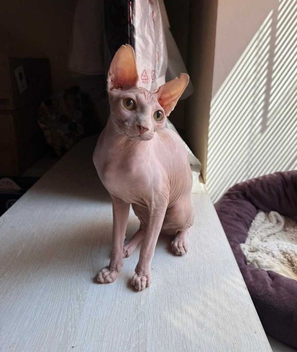 Розовый котик-красавчик с жёлтыми глазками.Гарик, возраст 5+ лет.