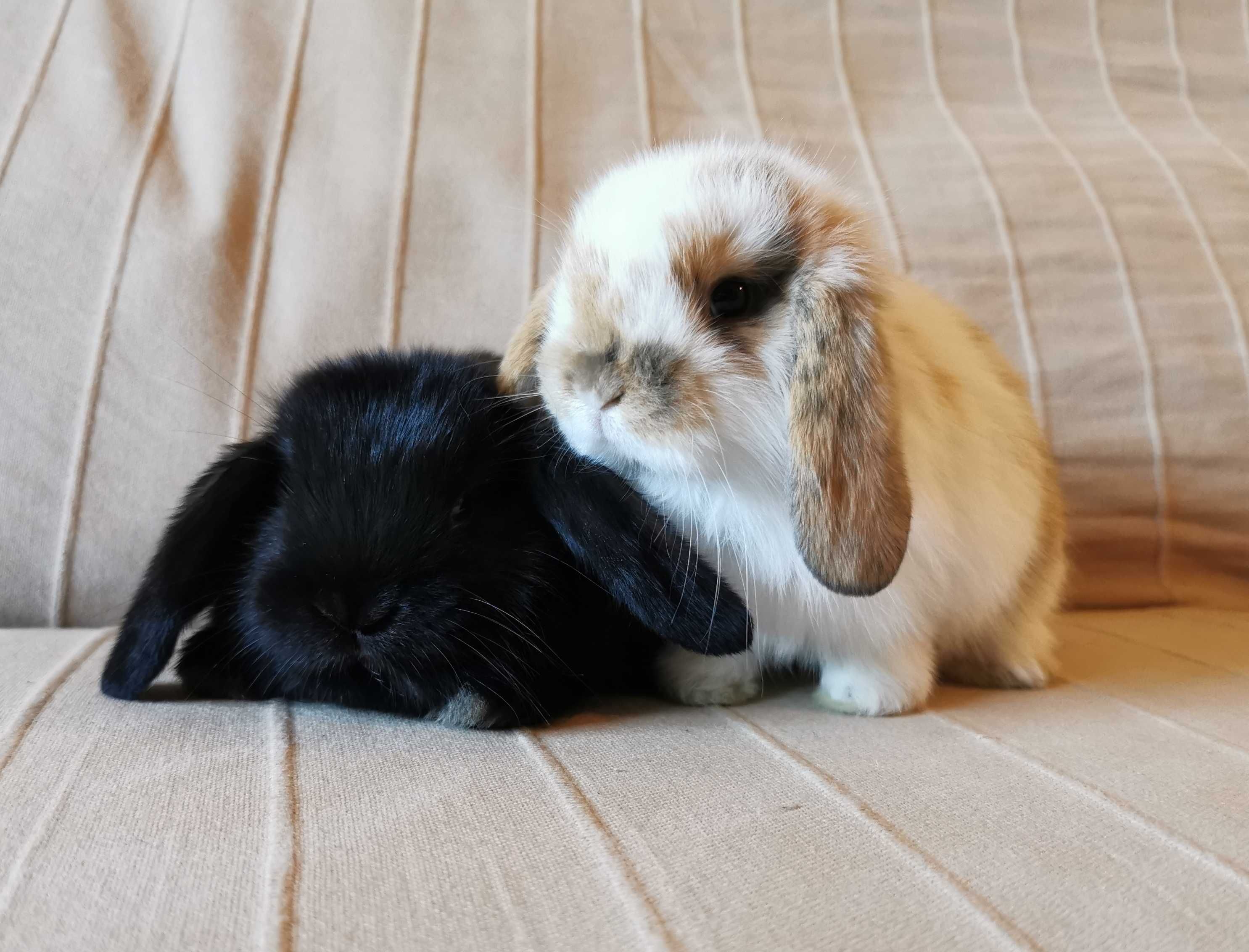 KIT Coelhos anões orelhudos, mini lop adoráveis e super dóceis