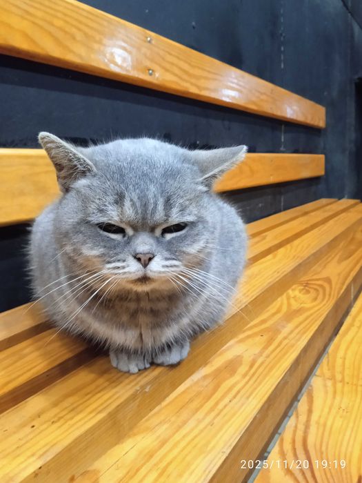 Кішечка шукає домівку