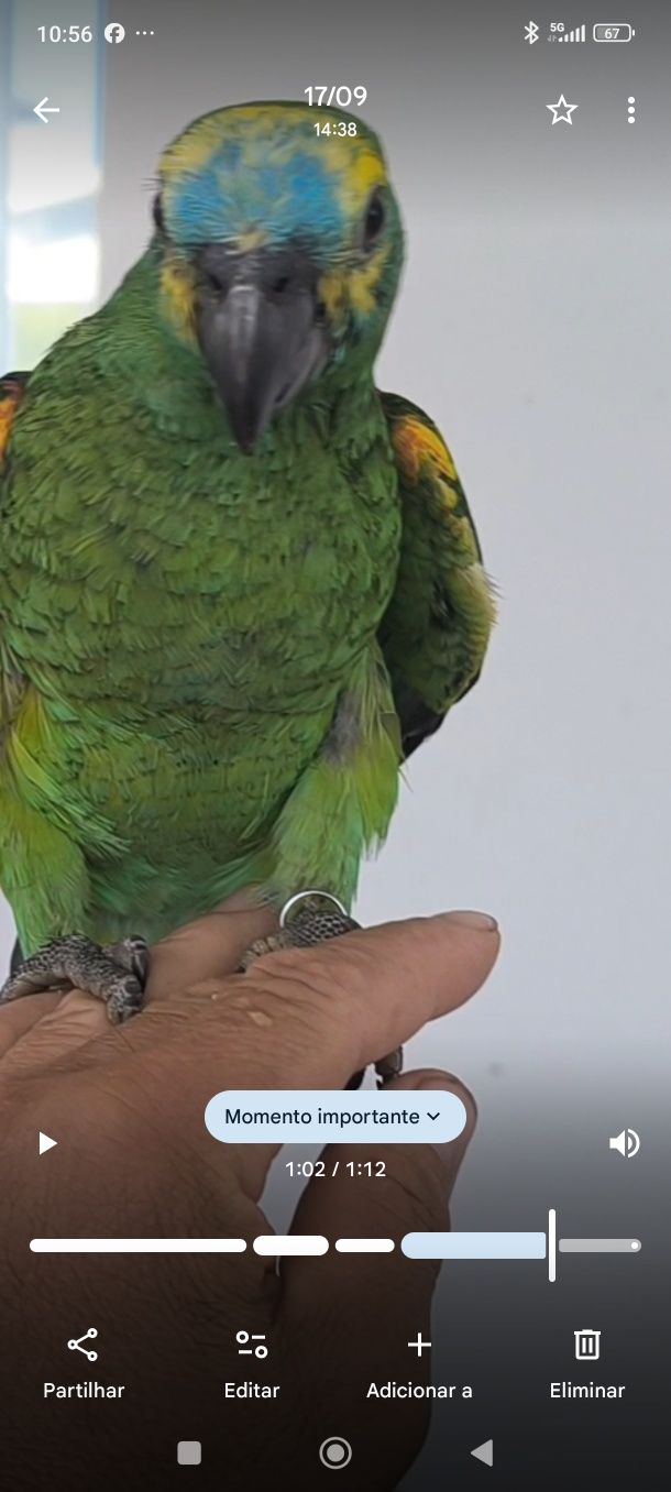 Papagaio Amazona aestiva