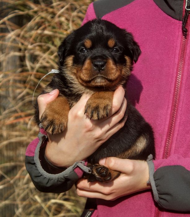 SUCZKA - Obiecujące skojarzenie, Świetny Rodowód
