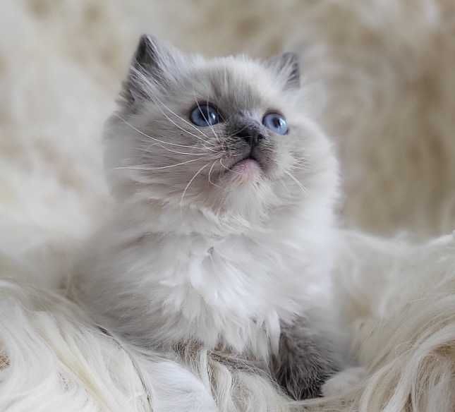Koteczka Ragdoll z rodowodem WCF- koniec sierpnia