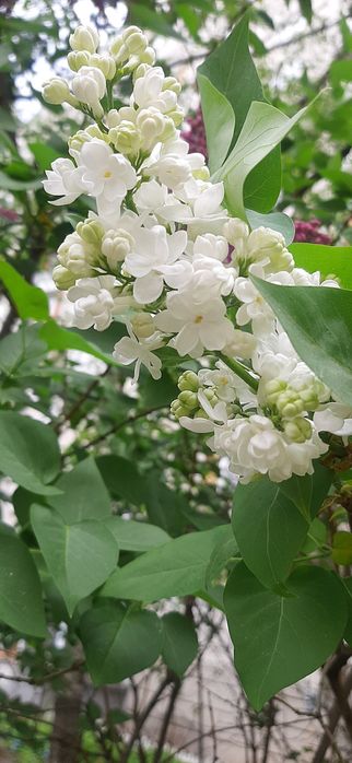 Продам саженцы сирени