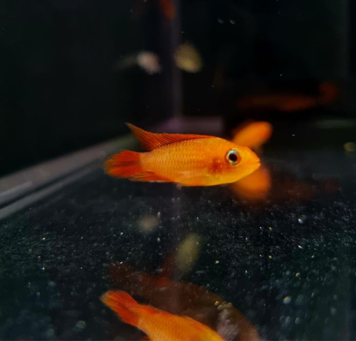 Apistogramma agassizii super fire red (pielęgniczka)